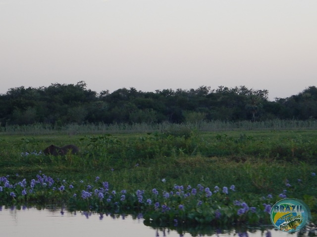 PIRA LODGE - Pantanal Argentino - Temporada 2.016